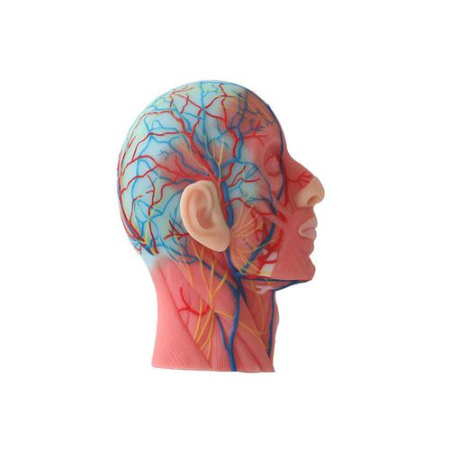 Modello anatomico di testa - CS 09 - MeiWo Science - ad uso didattico / idrogel / con muscolatura