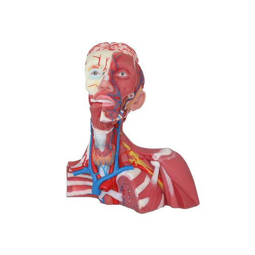 Modello anatomico di vena cava - CS 12 - MeiWo Science - ad uso didattico / idrogel / con muscolatura