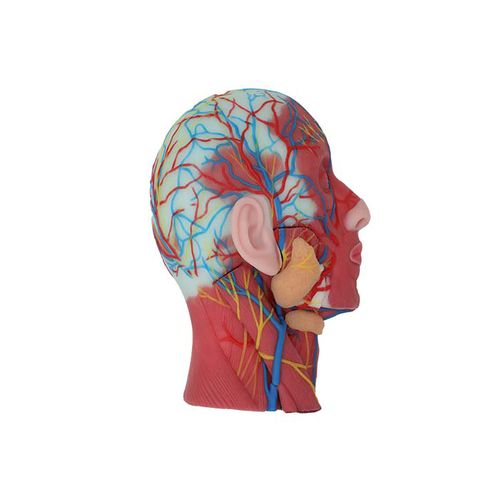 Modello anatomico di testa - CS 13 - MeiWo Science - di collo / ad uso didattico / idrogel