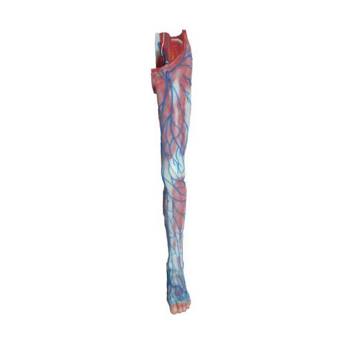 Modello anatomico di vena - CS 14 - MeiWo Science - arti inferiori / ad uso didattico / idrogel