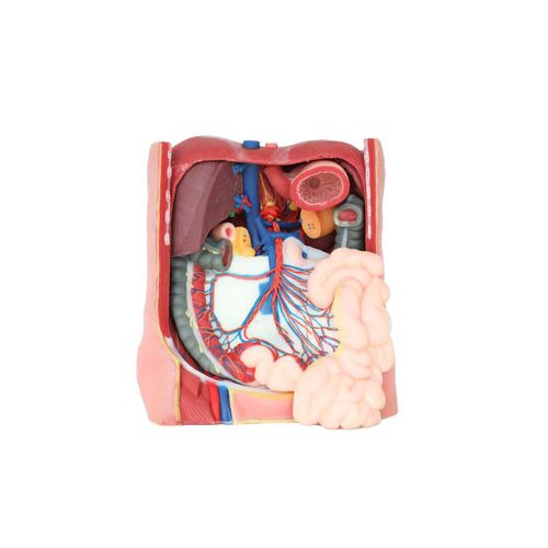 Modello anatomico di addome - DS 07 - MeiWo Science - ad uso didattico / idrogel / con nervi
