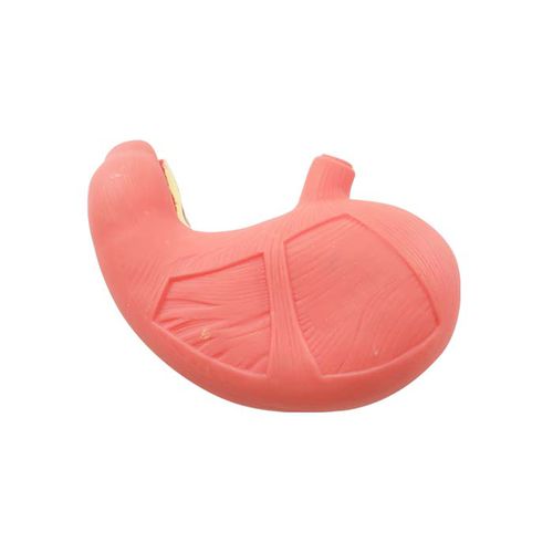 Modello anatomico gastrico - DS 08 - MeiWo Science - ad uso didattico / idrogel / con muscolatura