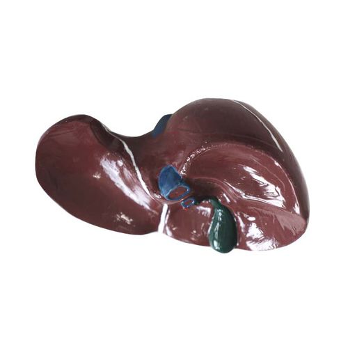 Modello anatomico di fegato - DS 09 - MeiWo Science - di vescicola biliare / ad uso didattico / idrogel