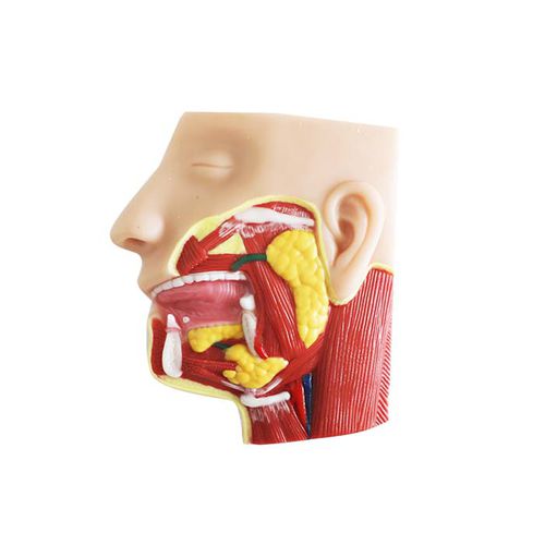Modello anatomico facciale - ES 02 - MeiWo Science - ad uso didattico / idrogel / con muscolatura