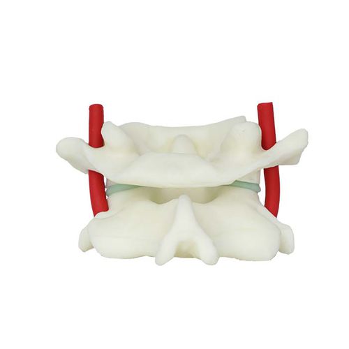 Modello anatomico di vertebre - LS 04 - MeiWo Science - ad uso didattico / idrogel / flessibile