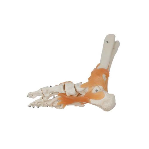 Modello anatomico di articolazione - LS 05 - MeiWo Science - di caviglia / ad uso didattico / idrogel