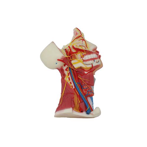 Modello anatomico di nervo - NS 02 - MeiWo Science - cranico / ad uso didattico / in silicone