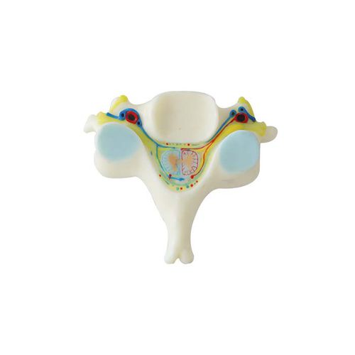 Modello anatomico di vertebre - NS 09 - MeiWo Science - ad uso didattico / idrogel / con nervi