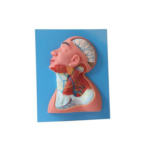 Modello anatomico di testa - NS 11 - MeiWo Science - di collo / ad uso didattico / idrogel