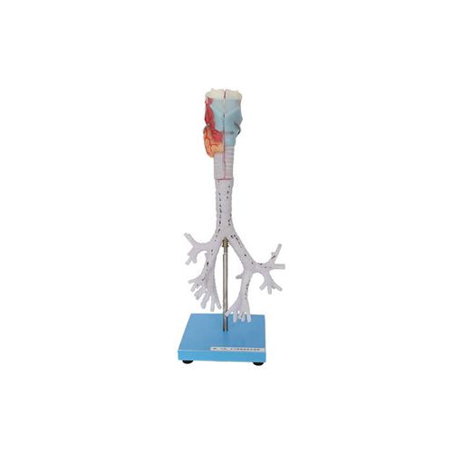 Modello anatomico di laringe - RS 04 - MeiWo Science - di trachea / bronchiale / ad uso didattico