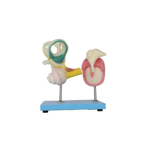 Modello anatomico di orecchio interno - SS 01 - MeiWo Science - di ossicini / ad uso didattico / idrogel
