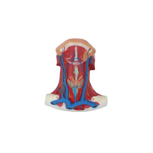 Modello anatomico di arteria - TA 01 - MeiWo Science - di collo / ad uso didattico / idrogel