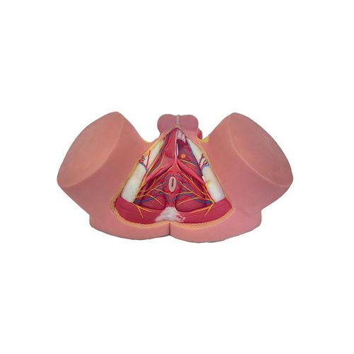 Modello anatomico di bacino - TA 03 - MeiWo Science - didattico / maschile / idrogel