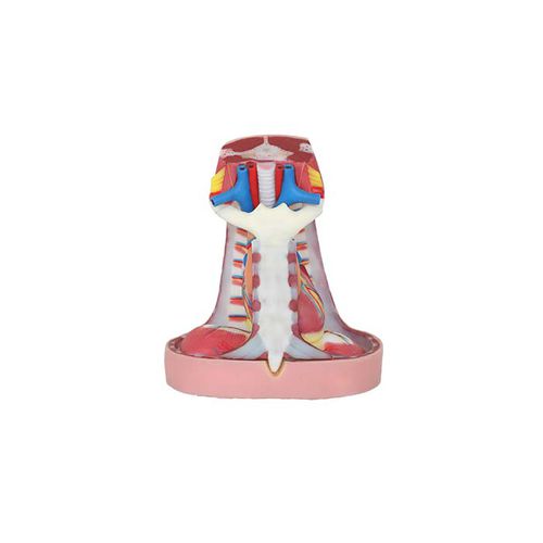 Modello anatomico di torace - TA 04 - MeiWo Science - ad uso didattico / idrogel / con nervi