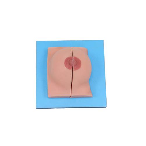 Modello anatomico di seno - US 01 - MeiWo Science - ad uso didattico / femminile / idrogel
