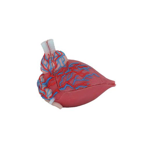 Modello anatomico vescica - US 04 - MeiWo Science - di prostata / ad uso didattico / maschile