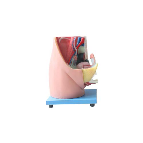 Modello anatomico pelvico - US 07 - MeiWo Science - ad uso didattico / femminile / idrogel