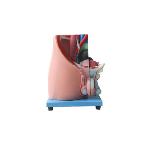 Modello anatomico pelvico - US 08 - MeiWo Science - ad uso didattico / maschile / idrogel