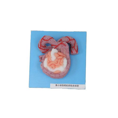 Modello anatomico renale - US 09 - MeiWo Science - ad uso didattico / idrogel / con nervi