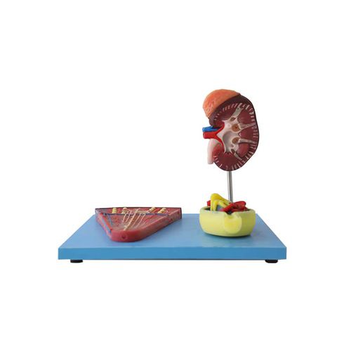 Modello anatomico rene - US 11 - MeiWo Science - ad uso didattico / idrogel / con nervi
