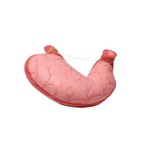 Modello anatomico gastrico - DS 10 - MeiWo Science - didattico / idrogel / con nervi