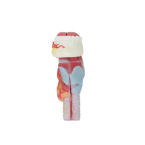 Modello anatomico di denti - DS 11 - MeiWo Science - di lingua / di laringe / ad uso didattico