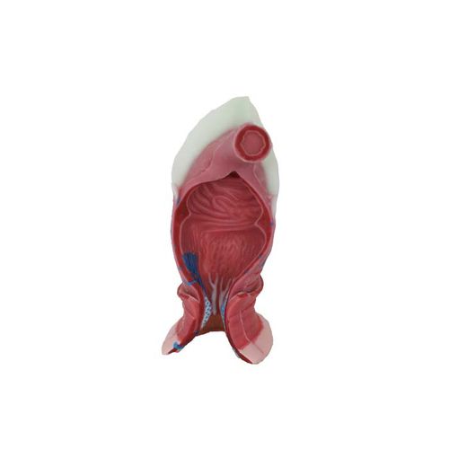 modello anatomico anale - MeiWo Science