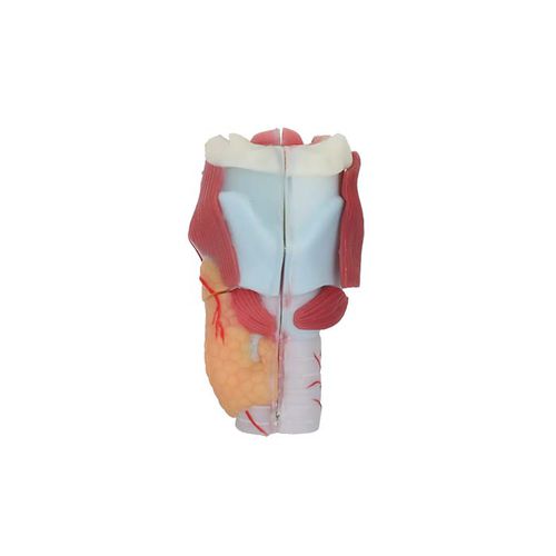 Modello anatomico di laringe - RS 03 - MeiWo Science - ad uso didattico / idrogel / con muscolatura