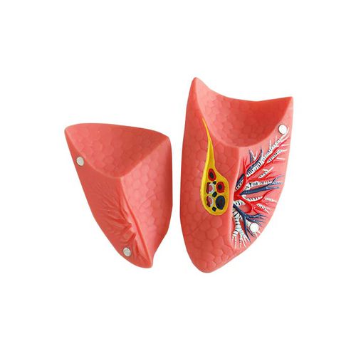 Modello anatomico di polmone - RS 02 - MeiWo Science - ad uso didattico / idrogel / con nervi