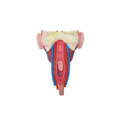Modello anatomico facciale - RS 05 - MeiWo Science - di faringe / ad uso didattico / idrogel