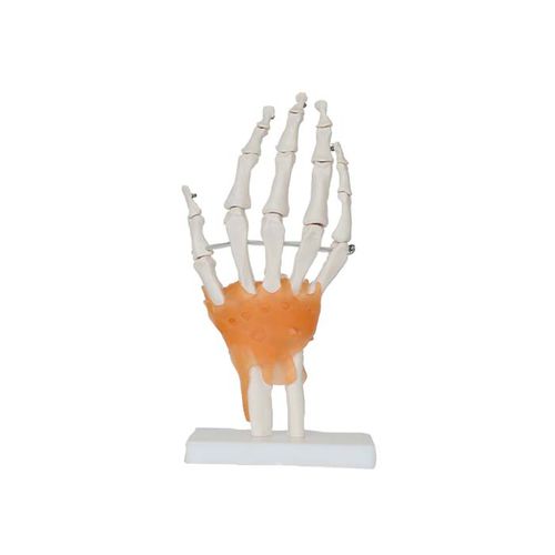 Modello anatomico di articolazione - LS 06 - MeiWo Science - di mano / ad uso didattico / idrogel