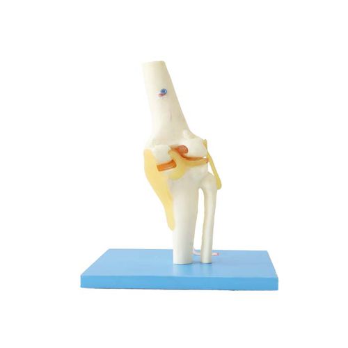 Modello anatomico di articolazione - LS 08 - MeiWo Science - per ginocchio / ad uso didattico / idrogel