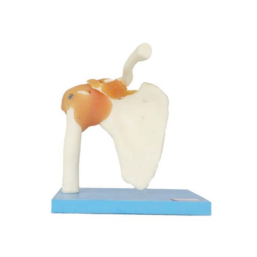 Modello anatomico di articolazione - LS 12 - MeiWo Science - di spalla / ad uso didattico / idrogel