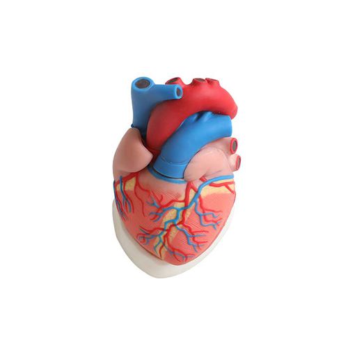 Modello anatomico di cuore - CS 01 - MeiWo Science - ad uso didattico / idrogel / con nervi