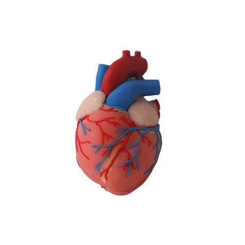 Modello anatomico di cuore - CS 06 - MeiWo Science - ad uso didattico / idrogel / con nervi