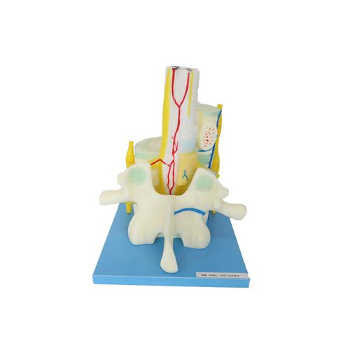 Modello anatomico di vertebre - NS 10 - MeiWo Science - di midollo spinale / ad uso didattico / idrogel