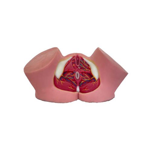 Modello anatomico di bacino - TA 02 - MeiWo Science - ad uso didattico / femminile / idrogel