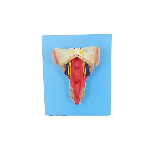 Modello anatomico di muscolo - TA 05 - MeiWo Science - di faringe / ad uso didattico / idrogel