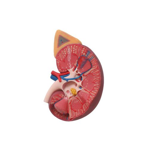 Modello anatomico rene - US 03 - MeiWo Science - ad uso didattico / idrogel / con nervi