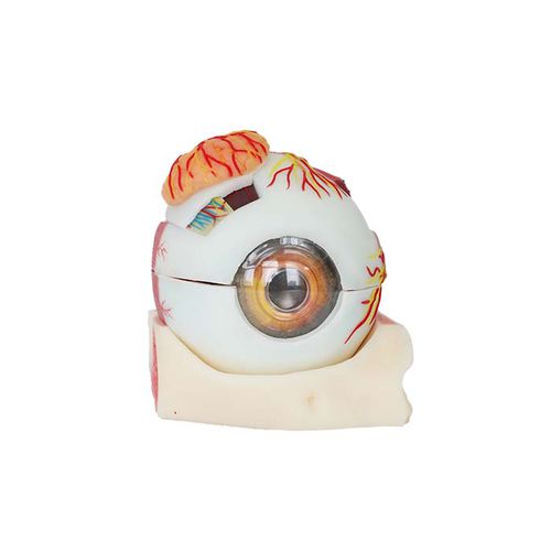 Modello anatomico di occhio - SS 03 - MeiWo Science - ad uso didattico / idrogel / con nervi