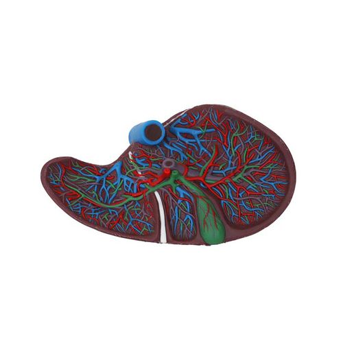Modello anatomico di fegato - DS 12 - MeiWo Science - di vescicola biliare / ad uso didattico / idrogel