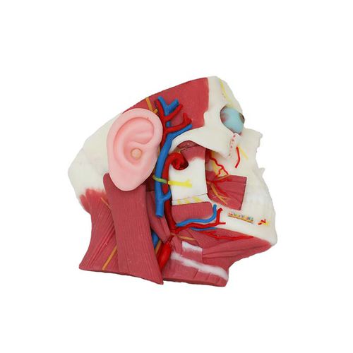Modello anatomico facciale - DS01 - MeiWo Science - ad uso didattico / con nervi / con vasi sanguigni