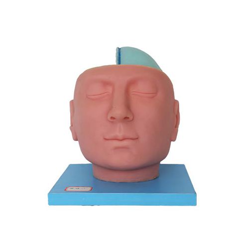 Modello anatomico di testa - DS 14 - MeiWo Science - di cervello / ad uso didattico / con nervi