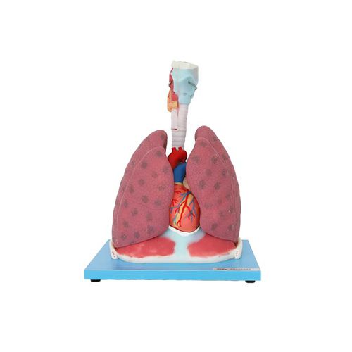 Modello anatomico di cuore - RS 06 - MeiWo Science - di polmone / ad uso didattico / flessibile