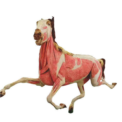 Modello anatomico di corpo intero - MWDW-001 - MeiWo Science - veterinario / di cavallo