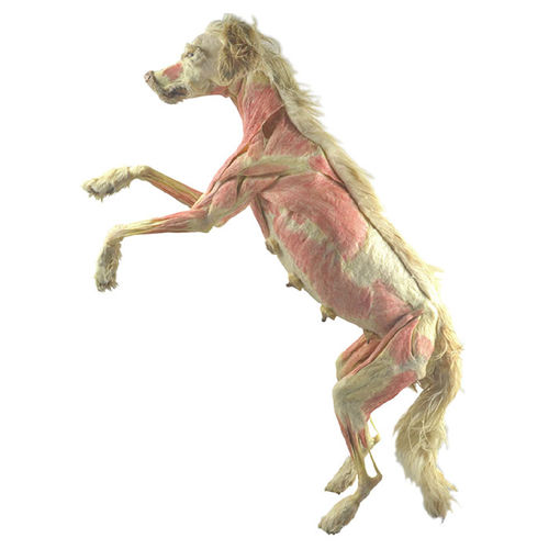 Modello anatomico corpo - MWDW-004 - MeiWo Science - veterinario / cane