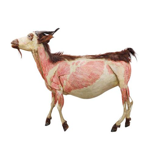 Modello anatomico corpo - MWDW-005 - MeiWo Science - veterinario / di ovino
