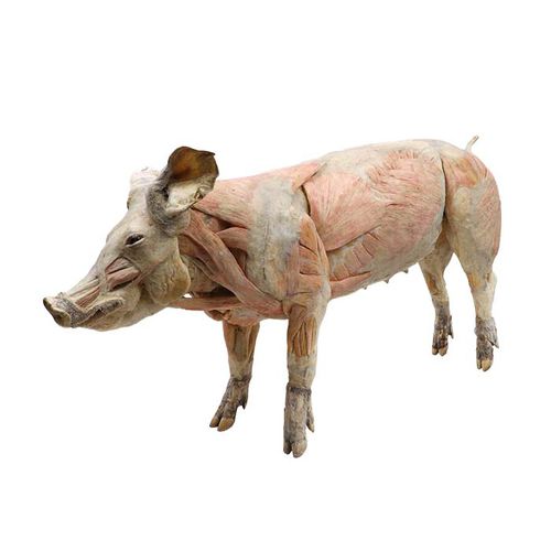 Modello anatomico corpo - MWDW-006 - MeiWo Science - veterinario / di suino
