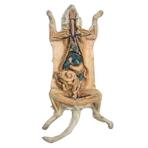 modello anatomico corpo - MeiWo Science