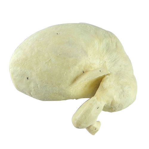 Modello anatomico di stomaco - MWDW-015 - MeiWo Science - veterinario / di cavallo